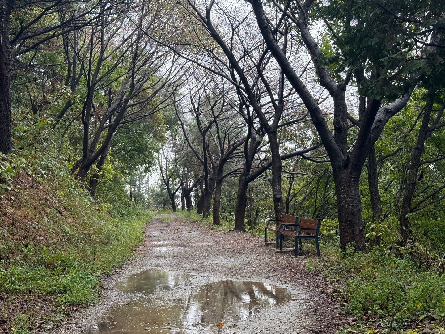비오는 산속 풍경