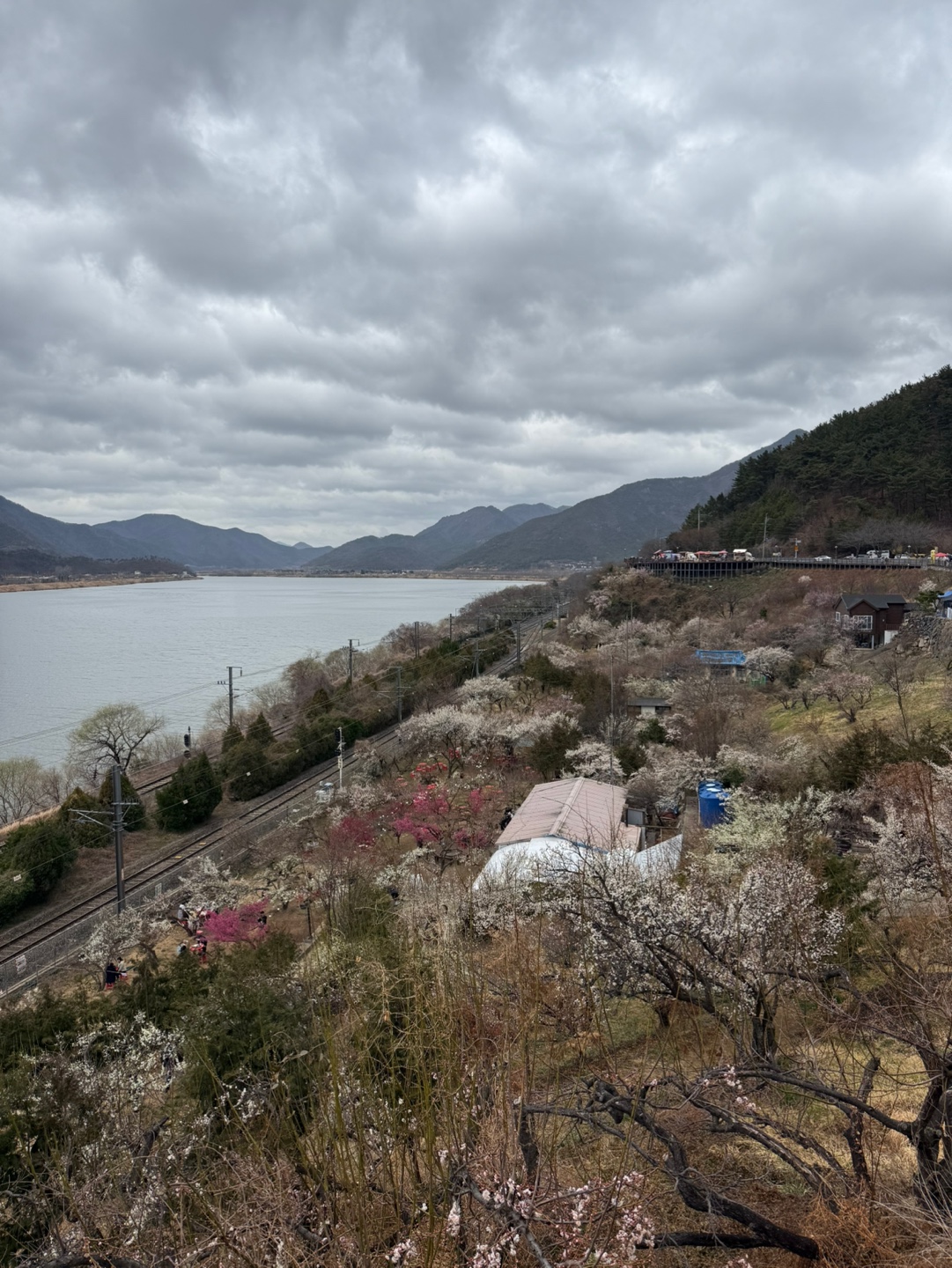 하얀 꽃구름 속으로 양산 원동매화마을 풍경