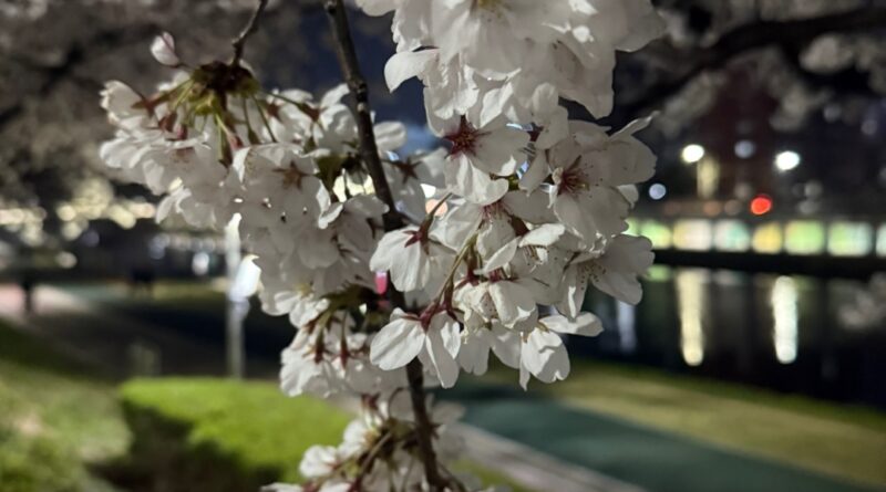 온천천 벚꽃 만개