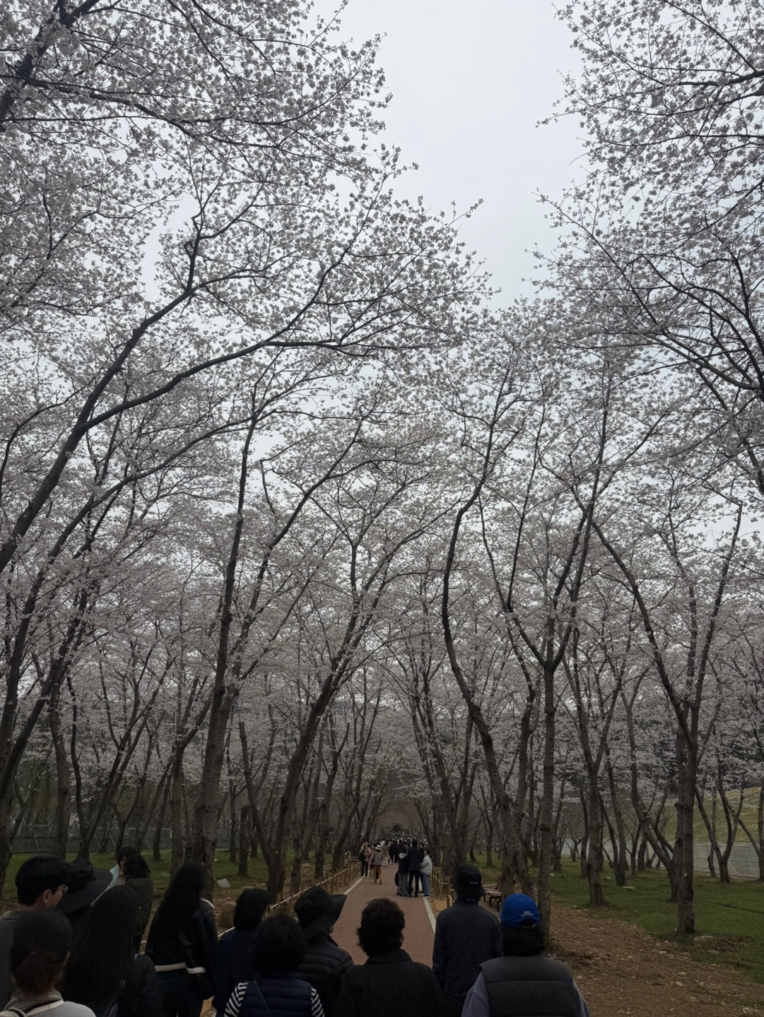 진해 웅동저수지 벚꽃군락길
