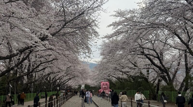 봄날의 로망스 경화역